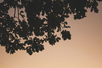 Low angle view of silhouette tree against clear sky