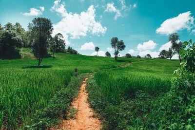 Scenic view of field against sky