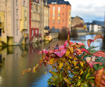 Close-up of flowering plant against building