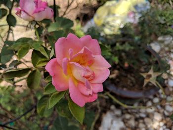 Close-up of pink rose
