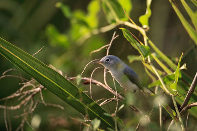 Blue gray gnatcatcher polioptila caerulea perches in the brush of a swamp in naples, florida