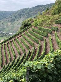 Scenic view of vineyard at bremmer calmont mosel