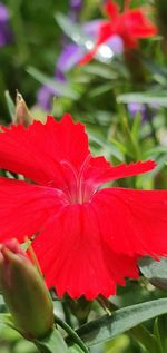 Close-up of red rose flower in park