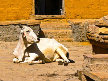 Sheep sitting on a wall of a building