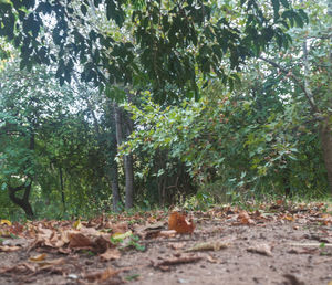 Trees and leaves on field in forest