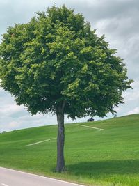 Tree on field against sky