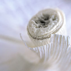 Close-up of dried garlic stem