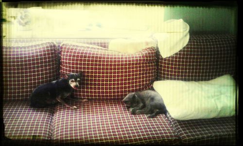 animal themes