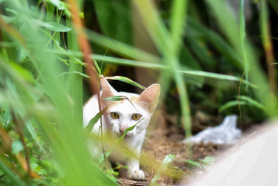 Cat looking away