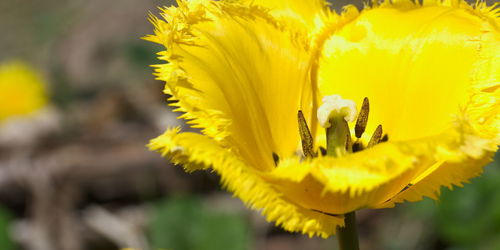 Close-up of yellow flowering plant
