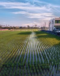 Scenic view of agricultural field against sky