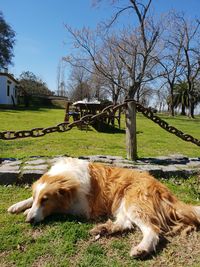 View of a dog relaxing on field