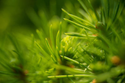 Close-up of green leaves on field