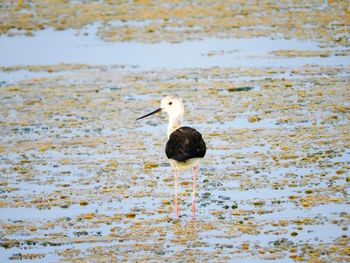 Bird on lake