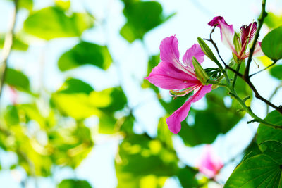 Close-up of pink flowering plant