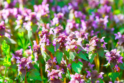 Close-up of pink flowering plant