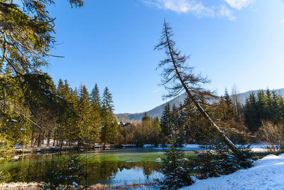 Scenic view of lake by trees against sky during winter