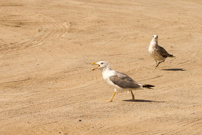 Side view of seagulls on beach