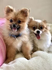 Portrait of two pomeranian dogs
