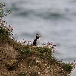 Side view of alert puffin bird looking away