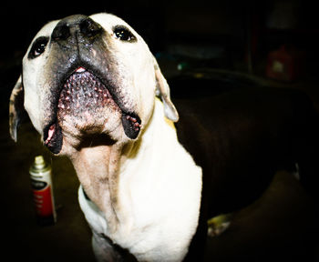 Close-up of dog sticking out tongue at home