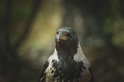 Close-up of a bird