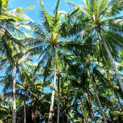 Low angle view of palm trees against sky