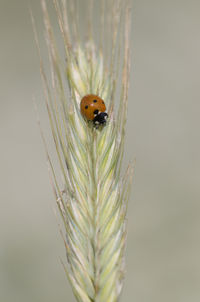 Close-up of ladybug on plant