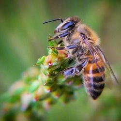 Close-up of insect on plant