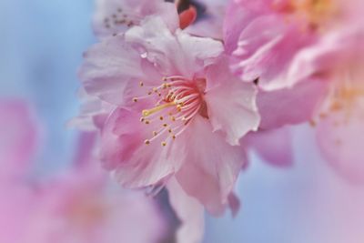 Close-up of pink flower