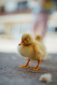 Little yellow duck with closed eyes closeup.