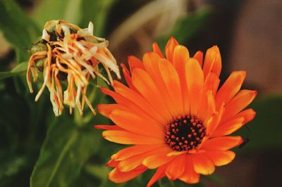 Close-up of orange flowering plant 