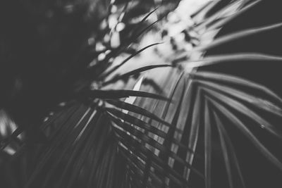 Close-up of palm leaf