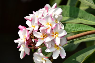 Close-up of pink flowering plant against black background