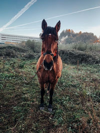 Horse standing on field