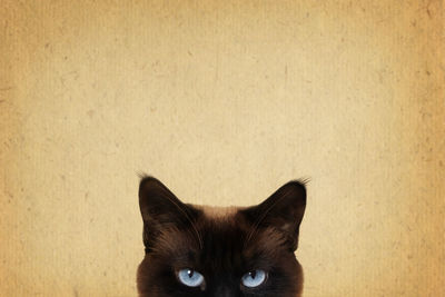Headshot black cat with grey eyes