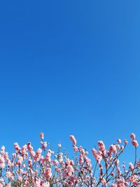 Low angle view of cherry blossom against blue sky