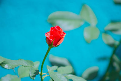 Close-up of red rose flower