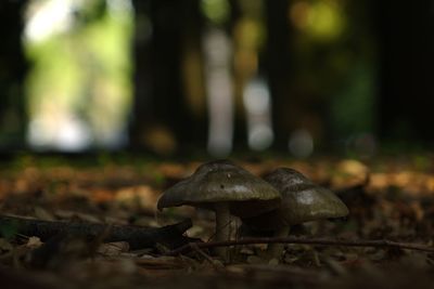 Close-up of mushroom in forest