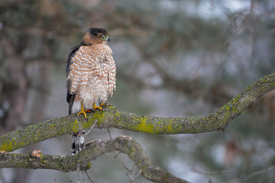 Close-up of bird perching on branch