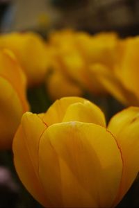 Close-up of yellow flower