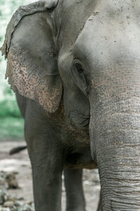 Close-up of elephant in zoo