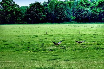 Birds on grass by trees