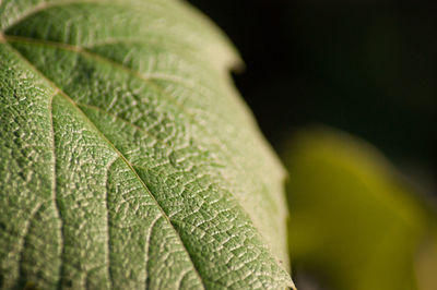 Close-up of green leaves