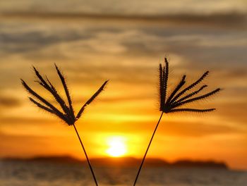 Close-up of plant against sky during sunset