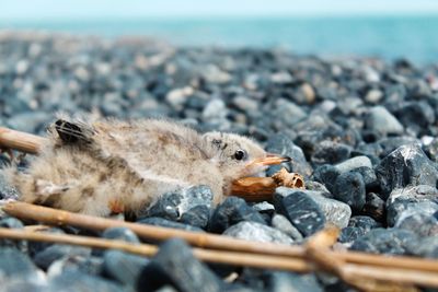 Close-up of sparrow on beach