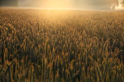 Scenic view of wheat field against sky at sunset