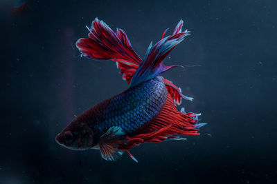 Beautyful tail betta fish