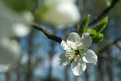 Close-up of flower blooming on tree