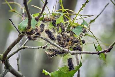 Close-up of insect on plant